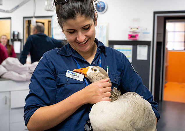 Goose rescue